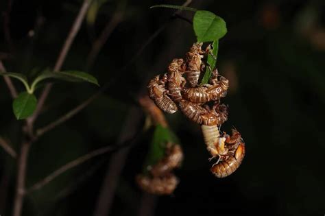 蟬 趕走|221年來首次…美國「1兆隻蟬」破土而出 時間點曝